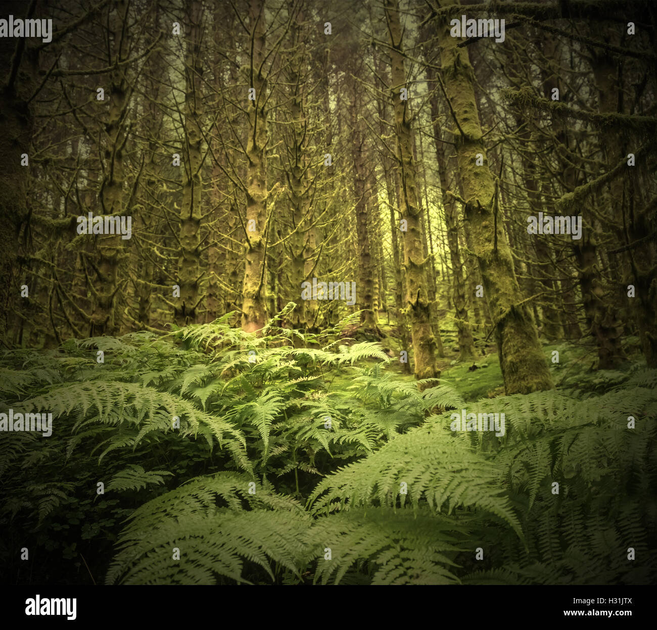 dark scary wet spruce tree forest, green background Stock Photo