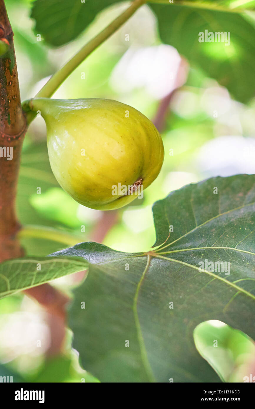 Closeup of green fig and leaf on fig tree. Copy space Stock Photo Alamy