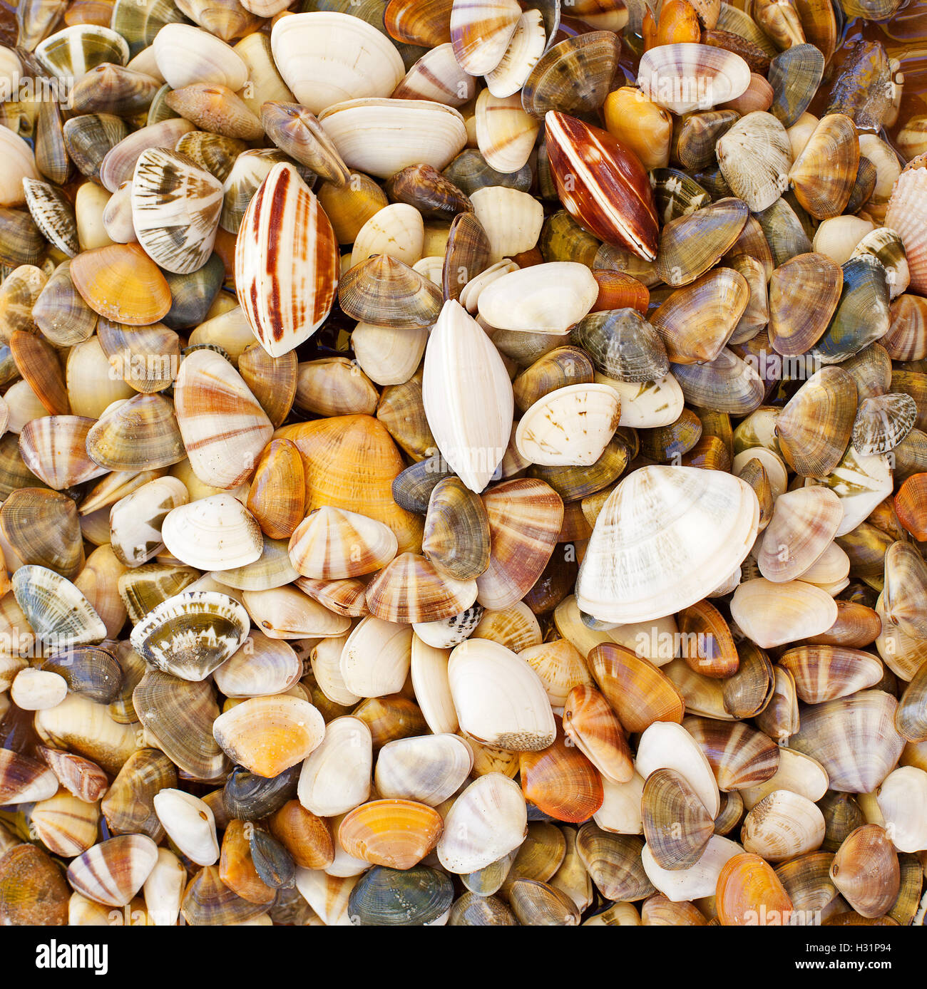 Fresh clams, mussels background. Stock Photo
