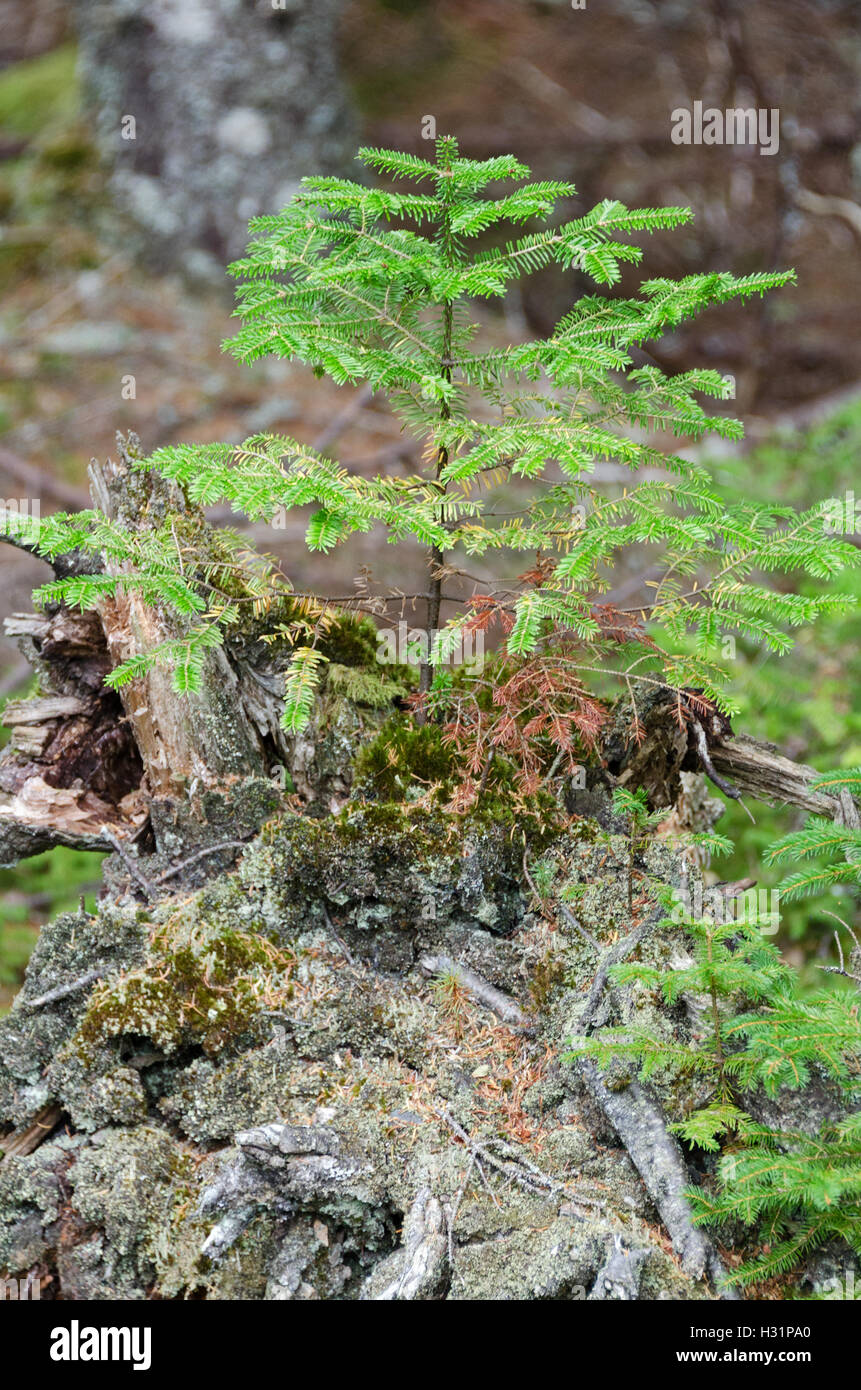 A tiny balsam fir sapling grows from the stump of an old tree. Stock Photo
