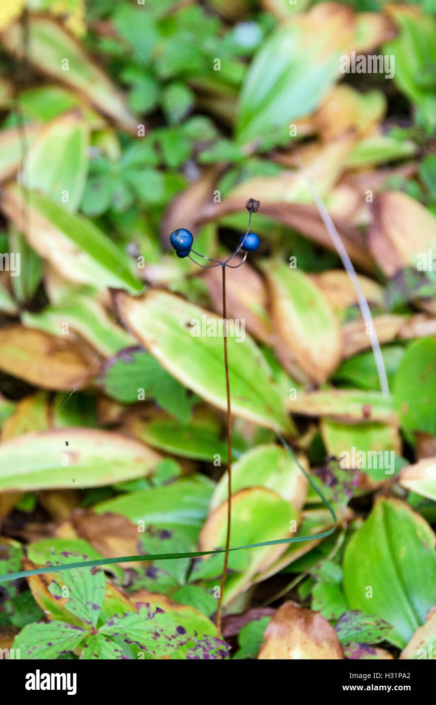 The berries of Blue Bead Lily in autumn, Little Cranberry Island, Maine. Stock Photo