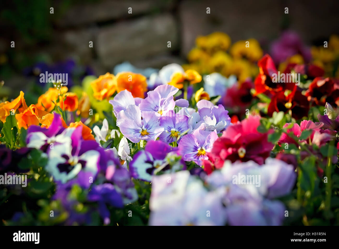 Park field flower flowers hi-res stock photography and images - Alamy