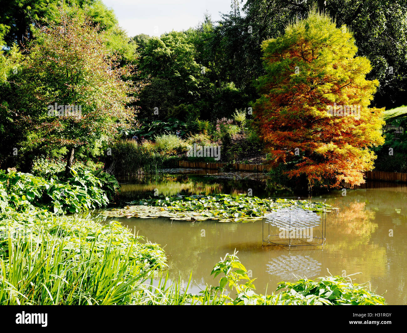 The pond at Sir Harold Hilllier Gardens with a swamp cypress (Taxodium distichum) developing autumn colour. Stock Photo