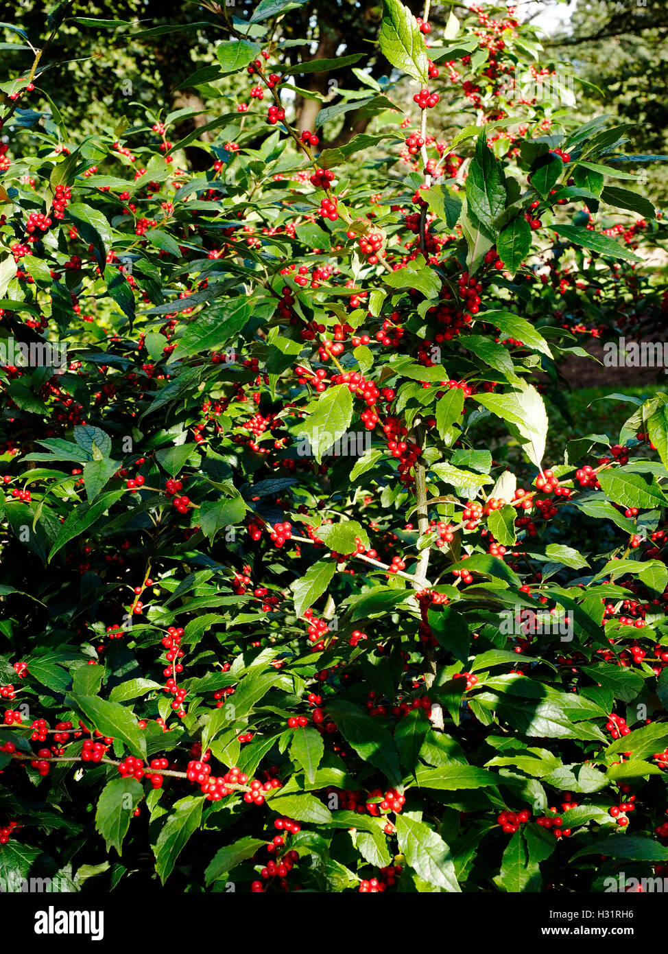 Leaves and berries of Ilex Verticillata 'Winter Red' , the Winterberry in autumn sunshine Stock Photo