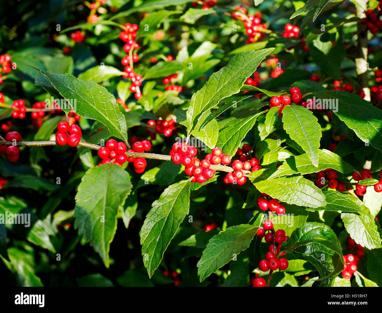 Leaves and berries of Ilex Verticillata 'Winter Red' , the Winterberry in autumn sunshine Stock Photo