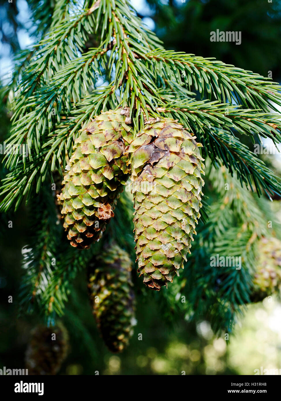 Cones and needles of Picea brachytyla var. Complanata, commonlyc Sargent's Spruce, an endangered mountain tree from China. Stock Photo