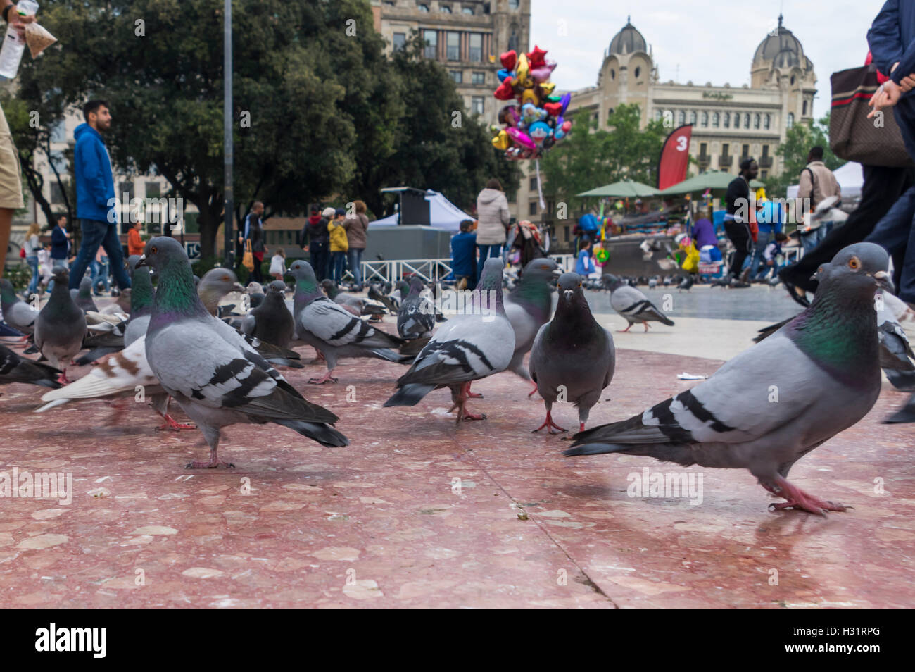 Many street pigeons (Columba livia domestica) at Plaça de Catalunya, Barcelona, Catalonia, Spain. Stock Photo