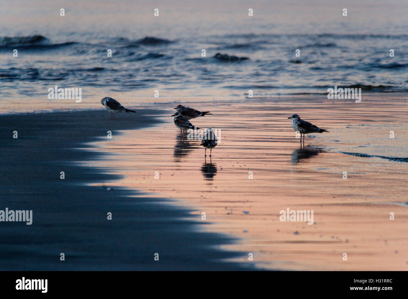 Norway, Sola. Common Gulls in morning light at Solastranden. Stock Photo