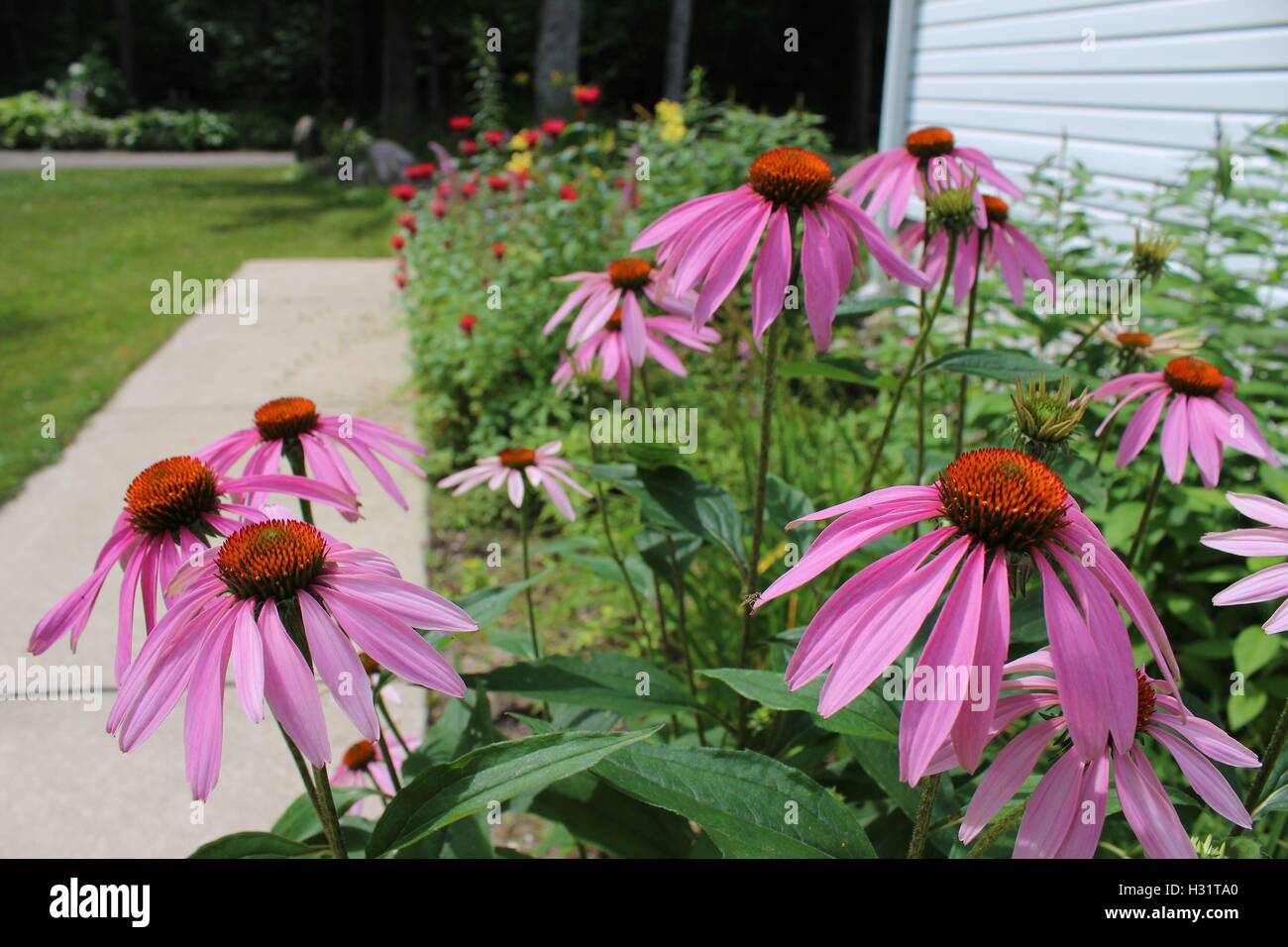 Cone Flowers Along the Sidewalk Stock Photo Alamy