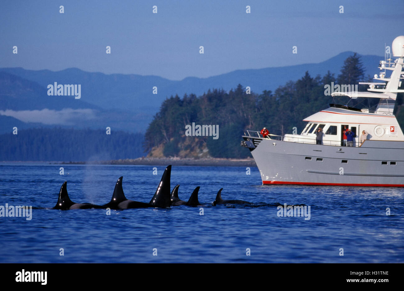 LY23. Orca Whales (Orcinus orca), family pod of killer whales swimming