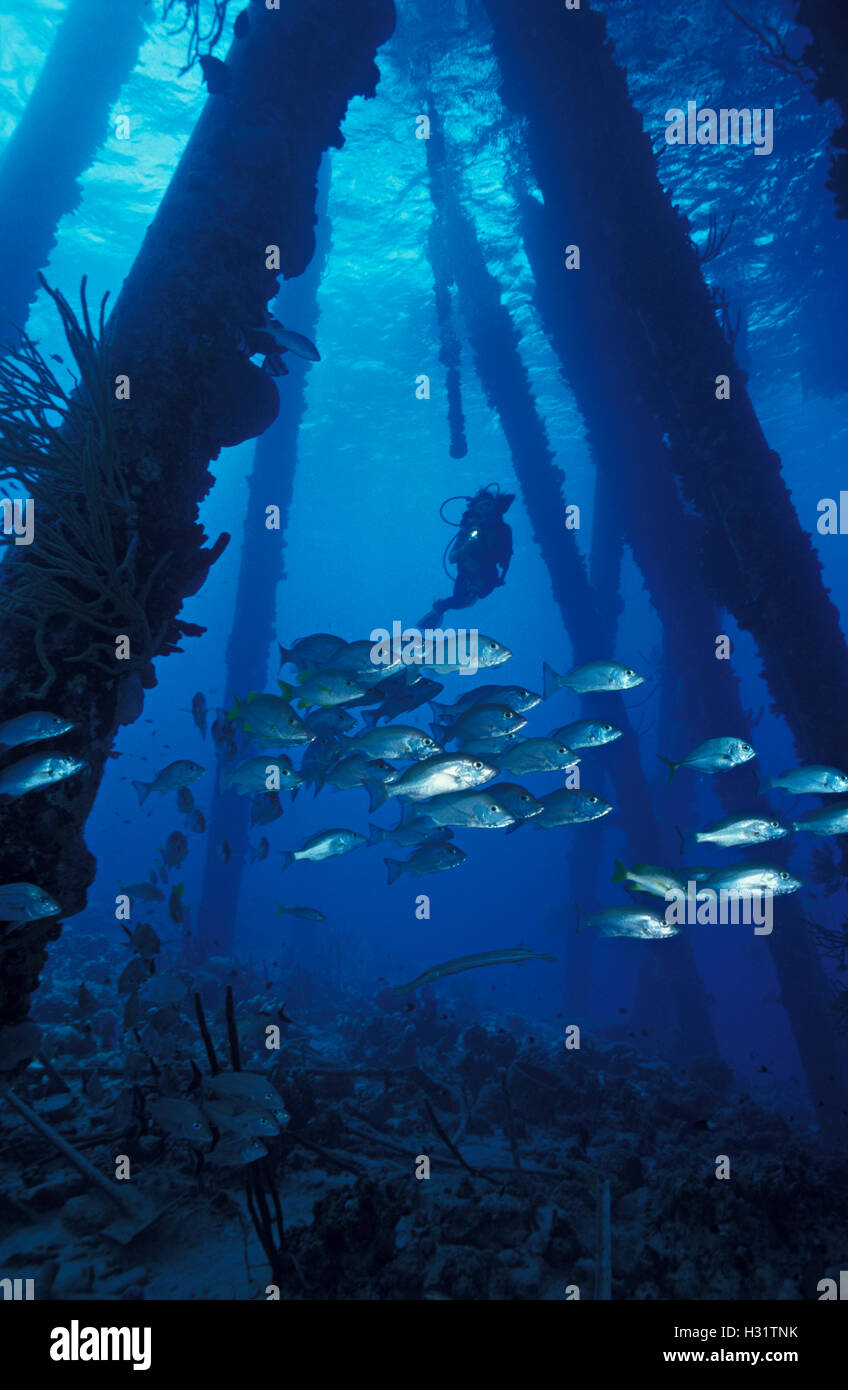 Mahogany Snapper (Lutjanus mahogoni) schooling among pier pilings under the Salt Pier, with scuba diver (model released) in the  Stock Photo
