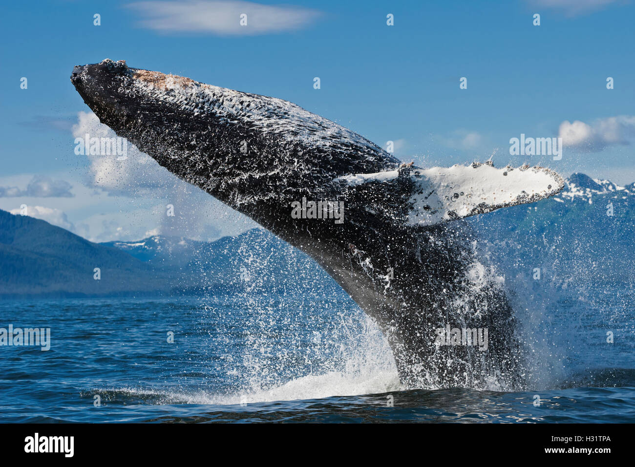 Humpback Whale (Megaptera novaeangliae) breaching very close to the camera. Alaska, USA, Pacific Ocean. Photo Copyright © Brando Stock Photo