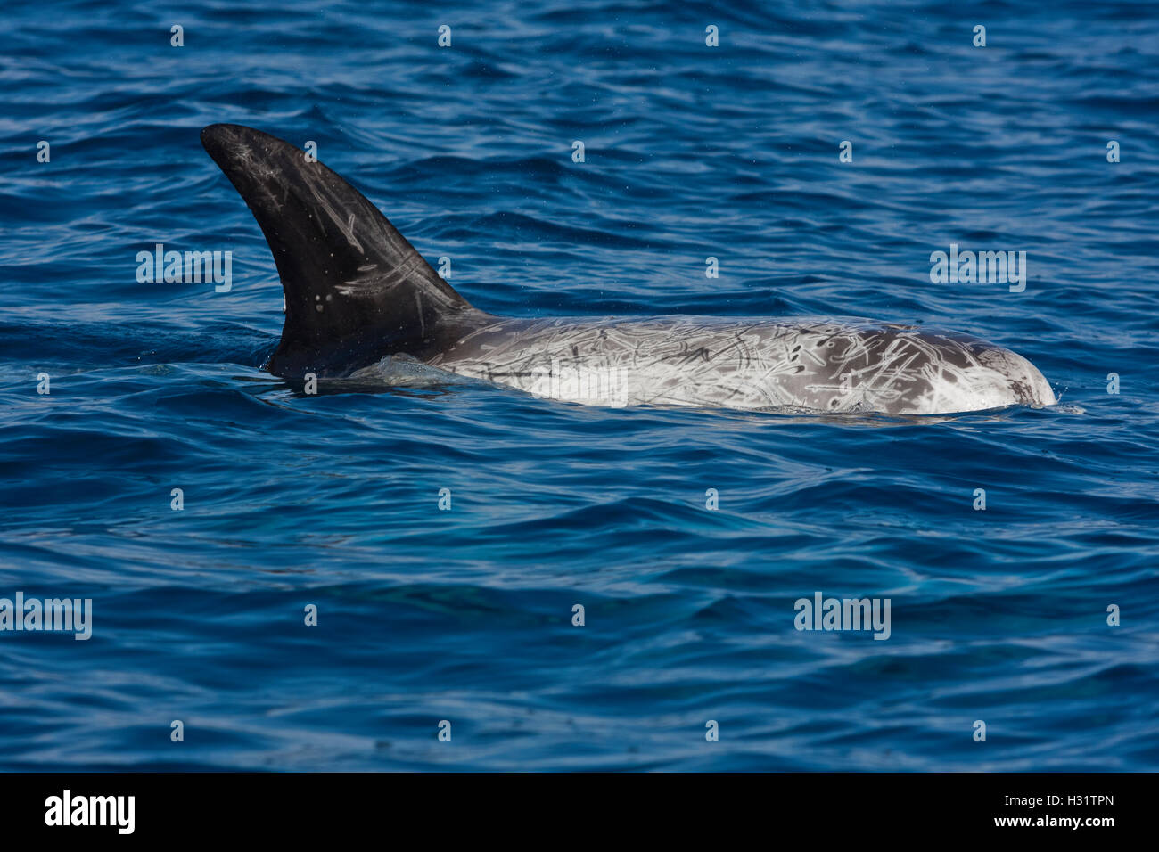 RissoÕs Dolphin (Grampus griseus), widespread distribution worldwide tropics and temperate waters. Older animals like this adult Stock Photo