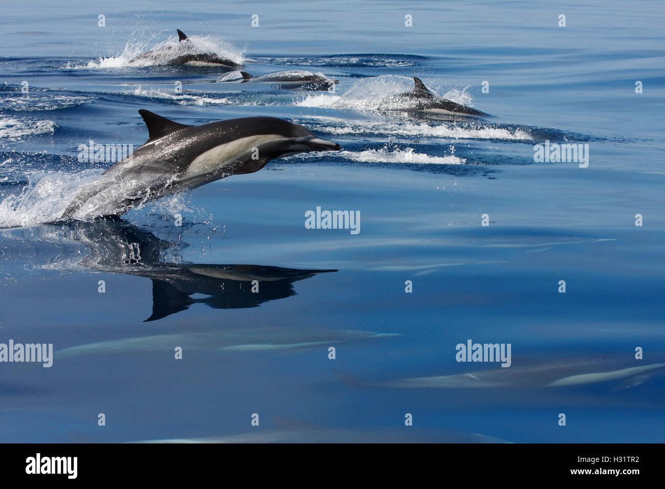 Common Dolphins (Delphinus delphis) swimming quickly and jumping.  California, USA, Pacific Ocean.  Photo Copyright © Brandon Co Stock Photo