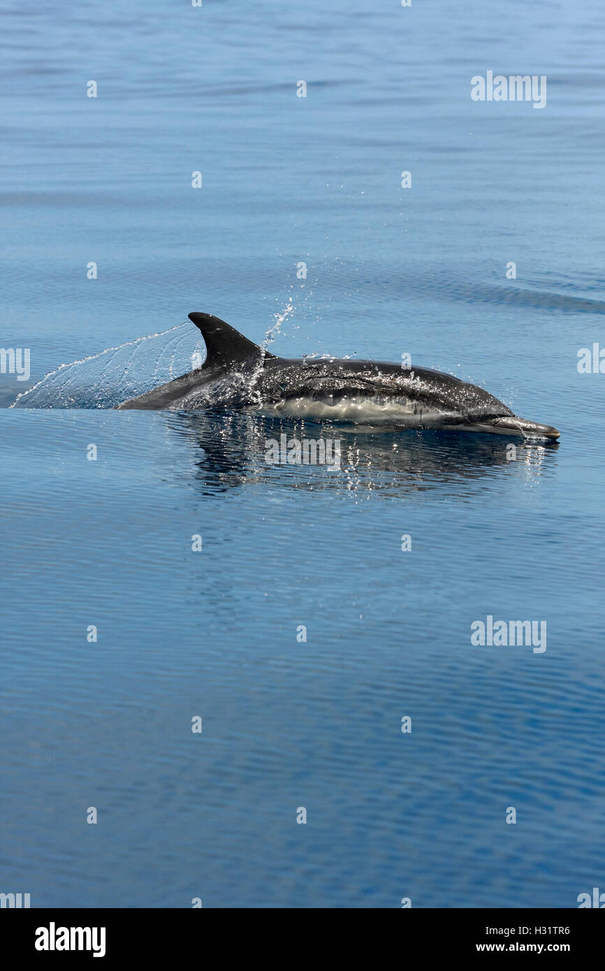 Common Dolphin (Delphinus delphis) offshore.  California, USA, Pacific Ocean.  Photo Copyright © Brandon Cole. All rights reserv Stock Photo
