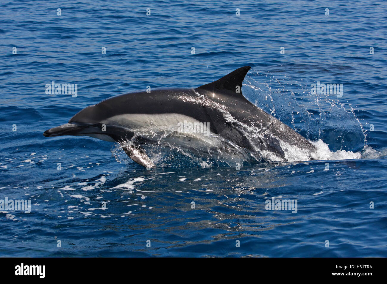 Common Dolphin (Delphinus delphis), also called Short-beaked Common Dolphin. Possibly Long-beaked  Common dolphin (Delphinus cap Stock Photo