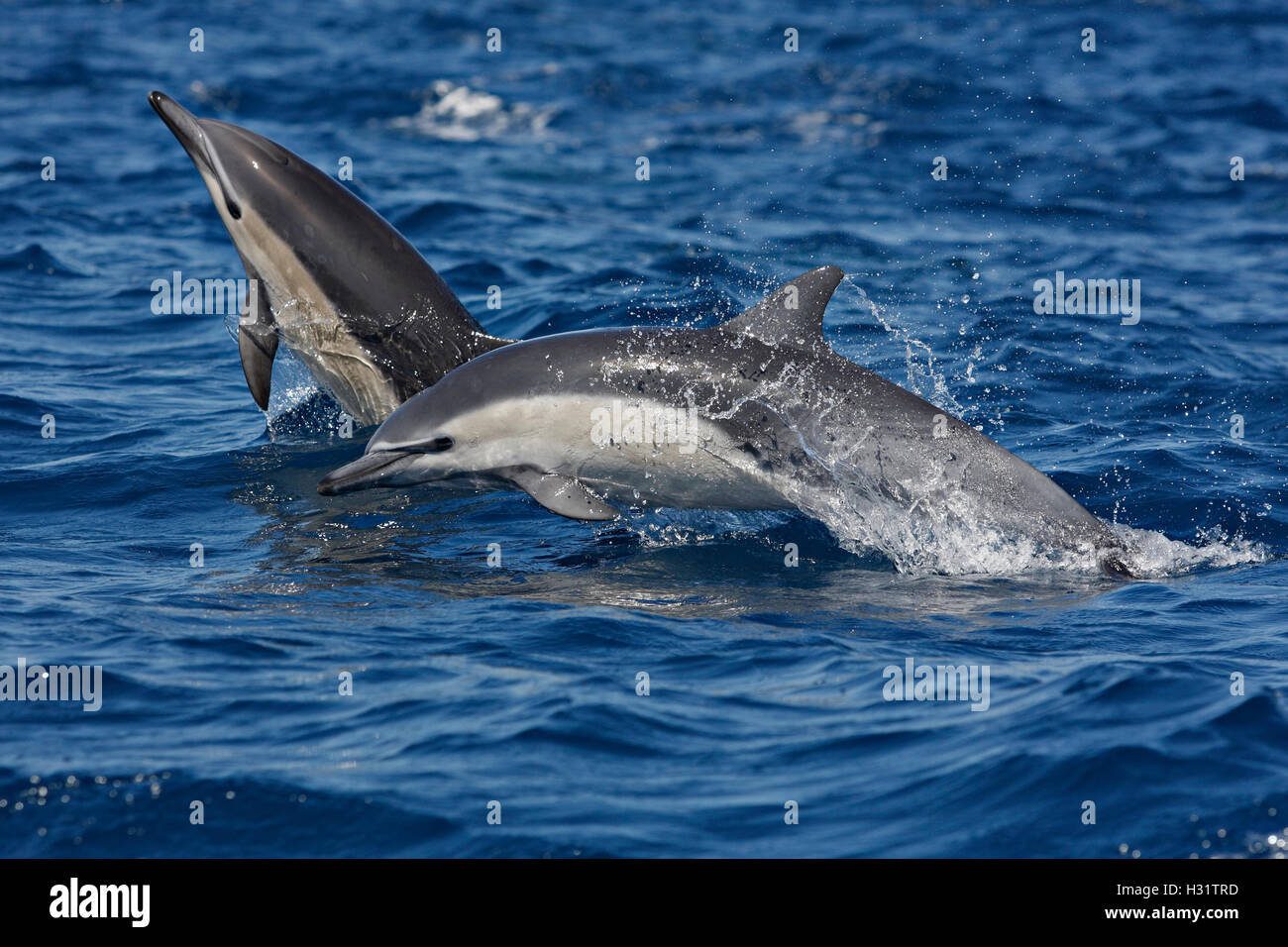 Common Dolphins (Delphinus delphis), also called Short-beaked Common Dolphin. Possibly Long-beaked  Common dolphins (Delphinus c Stock Photo