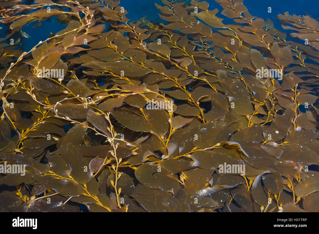 Giant Kelp (Macrocystis pyrifera), floating strands of this brown macroalgae form a thick mat at the surface- the canopy of a he Stock Photo