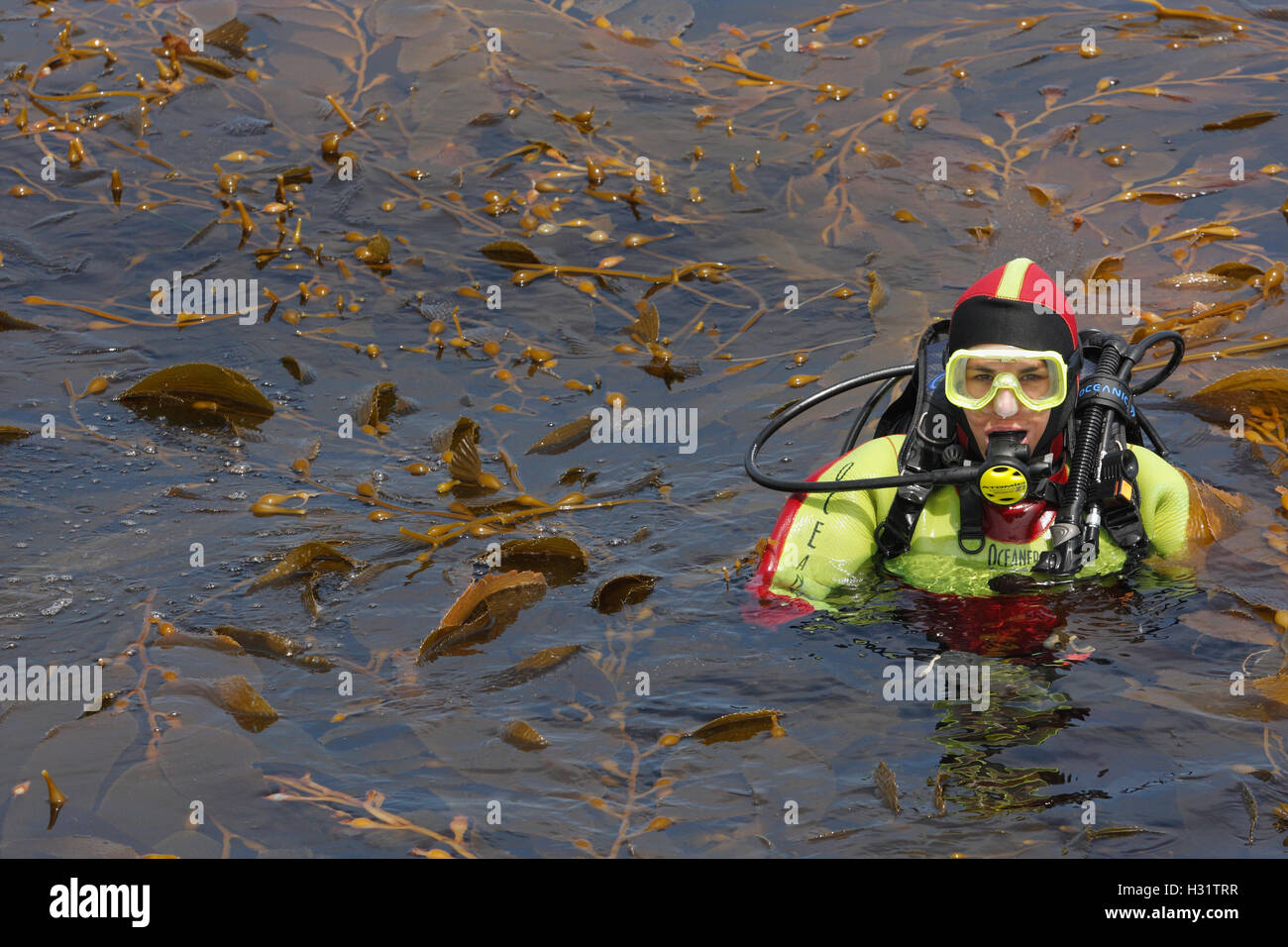 scuba diver (model released) floating at surface in middle of kelp forest canopy. Giant Kelp (Macrocystis pyrifera).  California Stock Photo