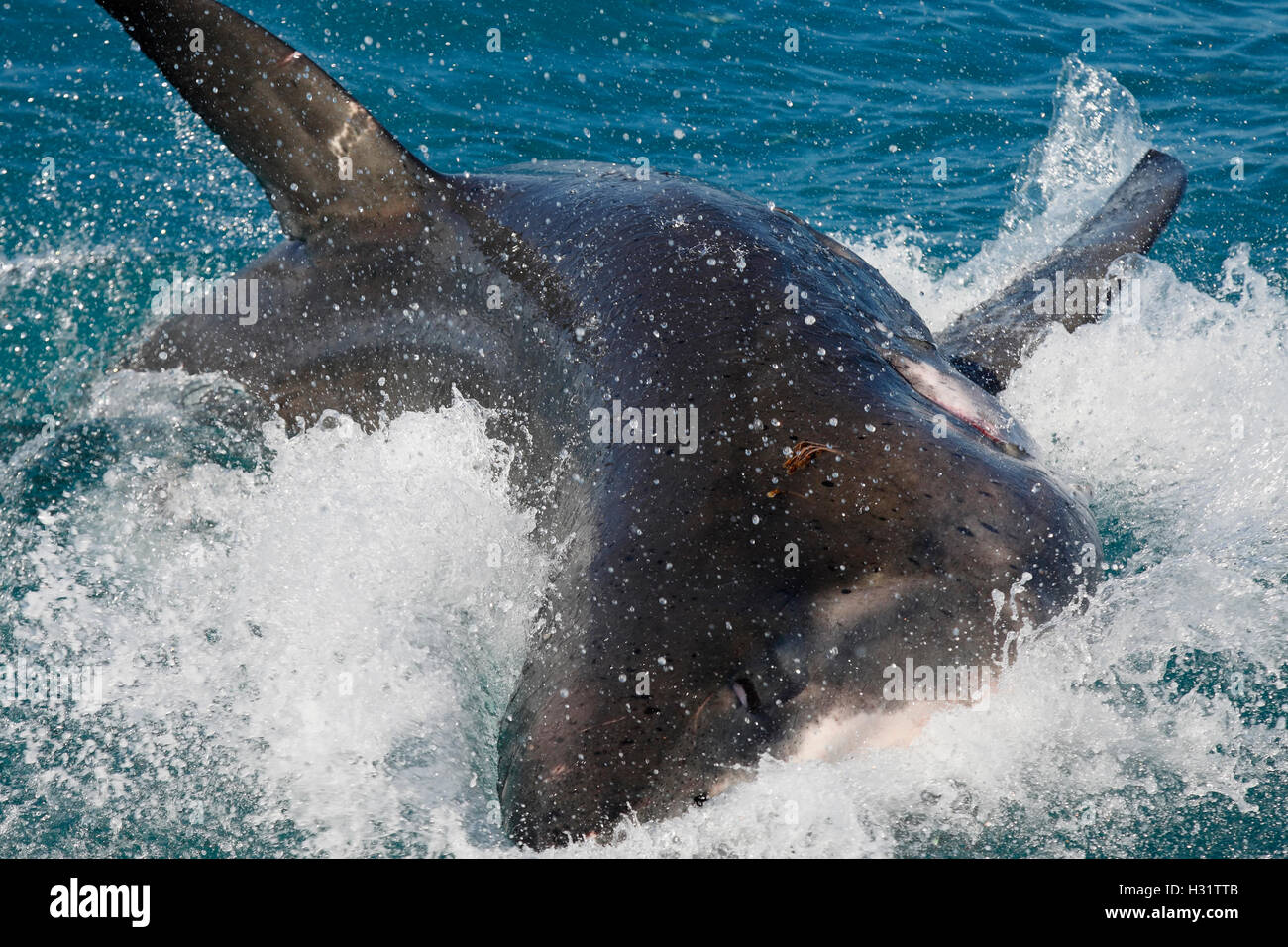 Great White Shark (Carcharodon carcharias) thrashes at the surface. Photo Copyright © Brandon Cole. All rights reserved worldwid Stock Photo