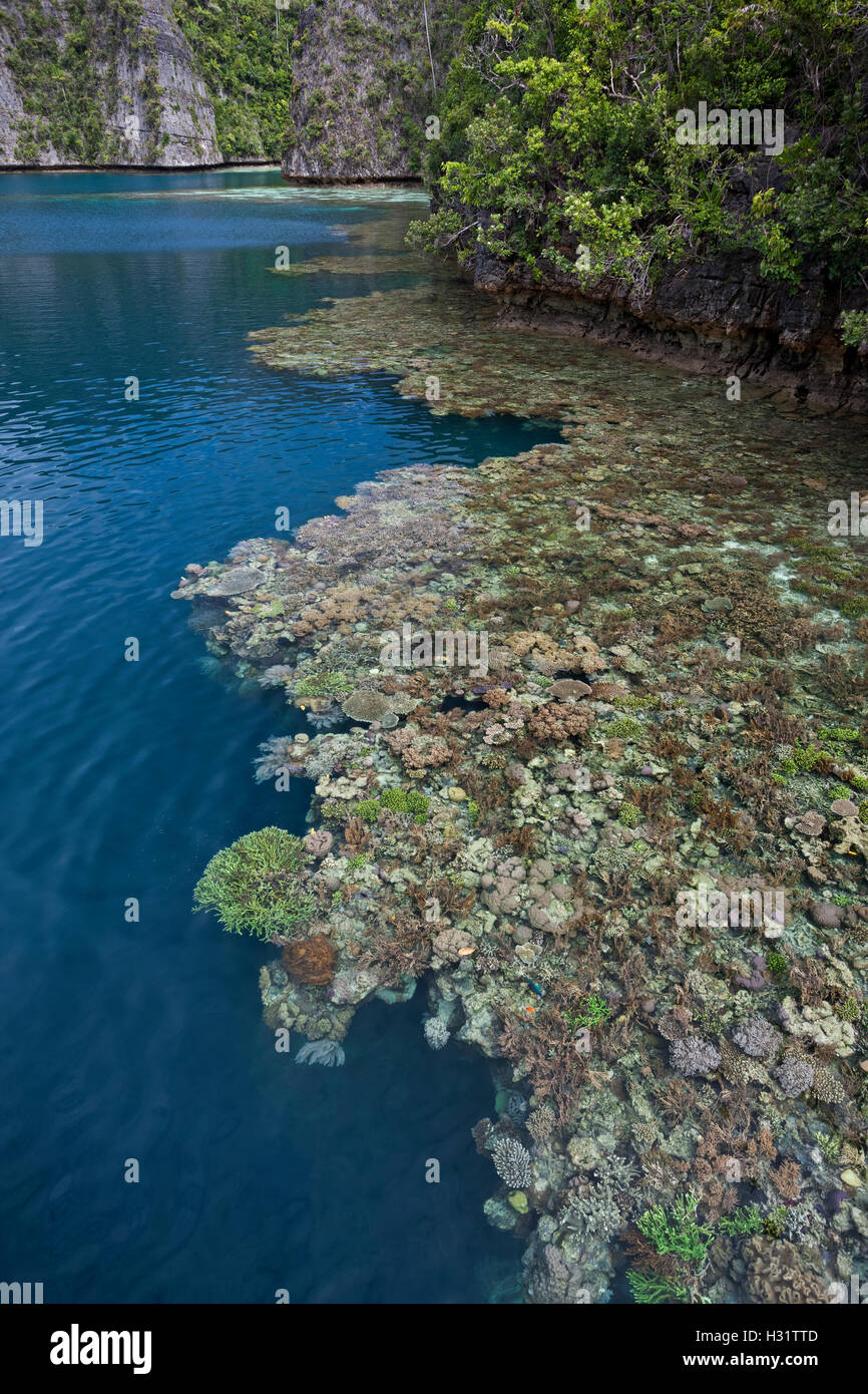 rich, healthy coral reef borders jungle covered karst islands in Raja Ampat, eastern Indonesia, tropical Indo-Pacific Ocean. Pho Stock Photo