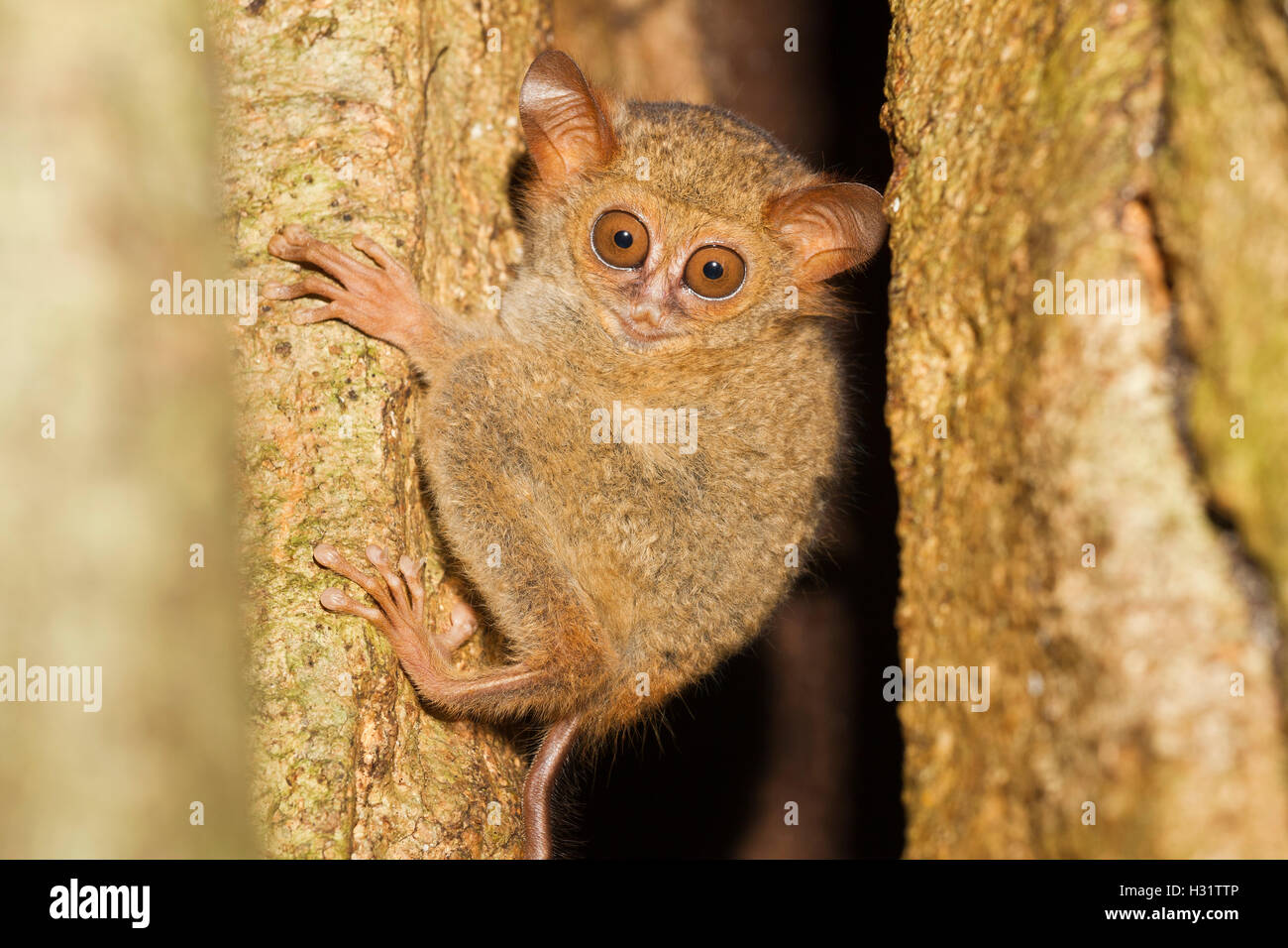 horizontal photo of a Spectral Tarsier (Tarsius spectrum), a small nocturnal primate. Tangkoko Nature Reserve, North Sulawesi, I Stock Photo