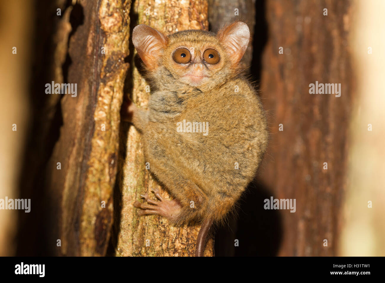 Spectral Tarsier (Tarsius spectrum), a nocturnal fist-sized primate. Tangkoko Nature Reserve, North Sulawesi, Indonesia. Photo C Stock Photo