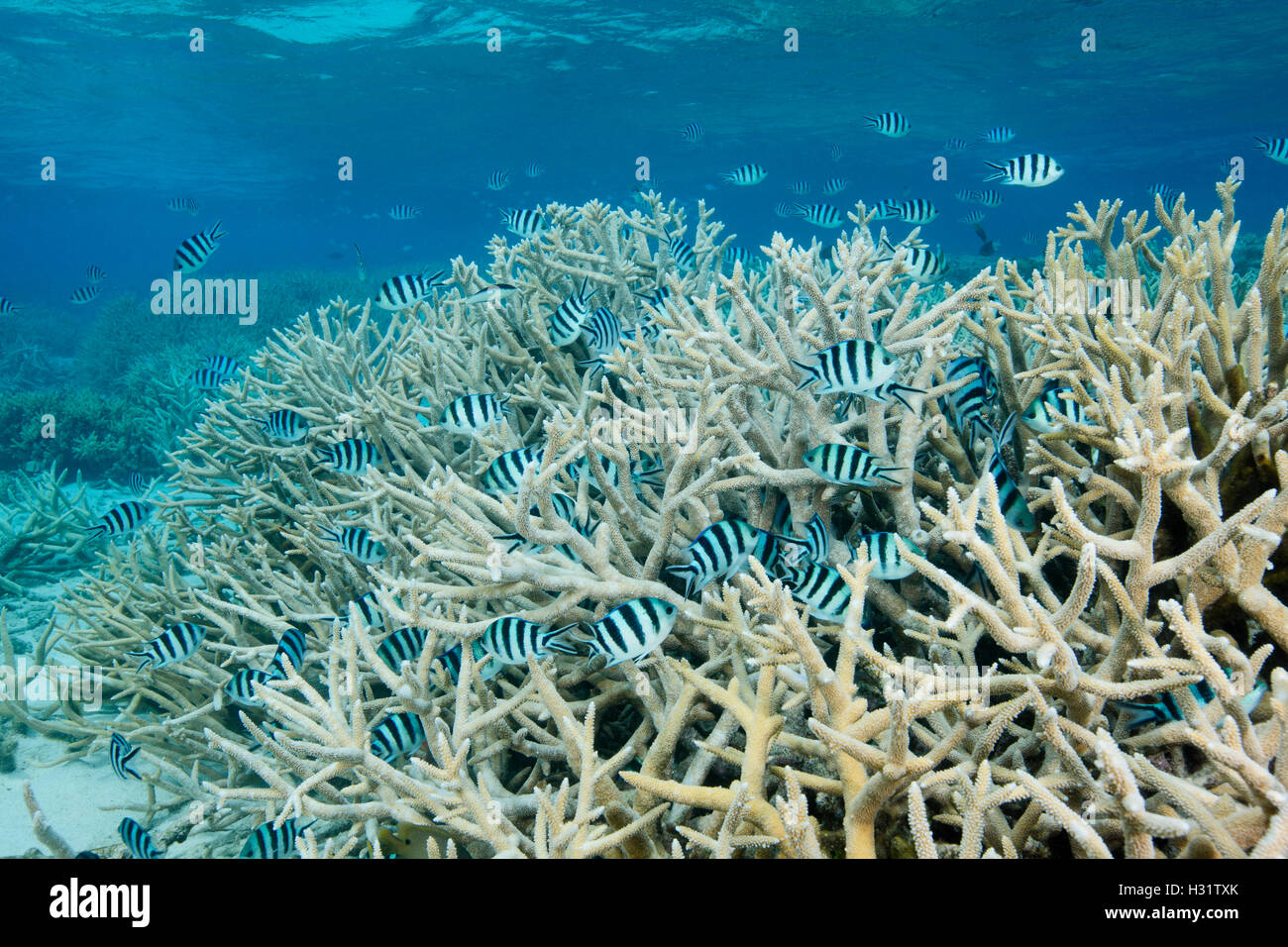 QZ0648-D. dense healthy thicket of branching coral (Acropora formosa) in shallow water shelters Scissortail Sergeants (Abudefduf Stock Photo