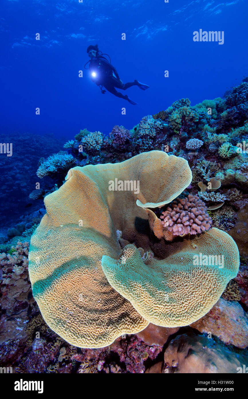 QZ1105-D. Cabbage Coral (Turbinaria cf. reniformis). Australia, Great Barrier Reef, Pacific Ocean. Photo Copyright © Brandon Col Stock Photo