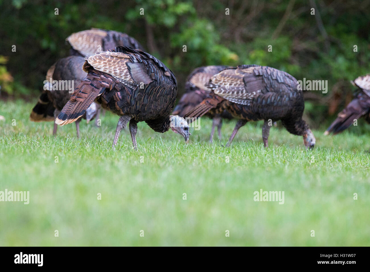 Wild turkeys feeding in the morning light Stock Photo Alamy