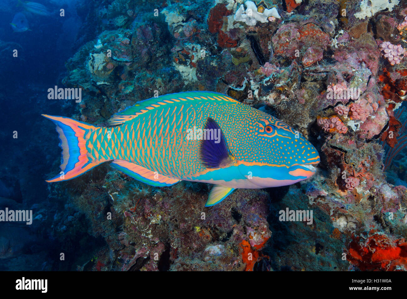QZ40175-D. Spotted Parrotfish (Cetoscarus ocellatus), also called Bicolor Parrotfish, swimming among wreckage of the SS Yongala, Stock Photo