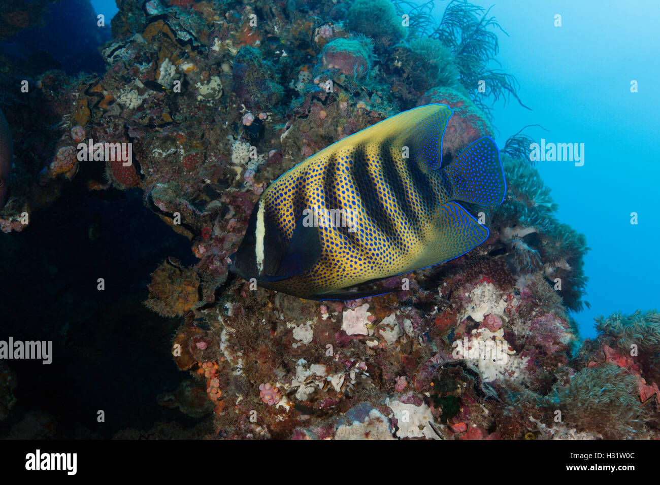 QZ40177-D. Six-banded Angelfish (Pomacanthus sexstriatus) on the wreckage of the SS Yongala, a famous shipwreck dive and artific Stock Photo