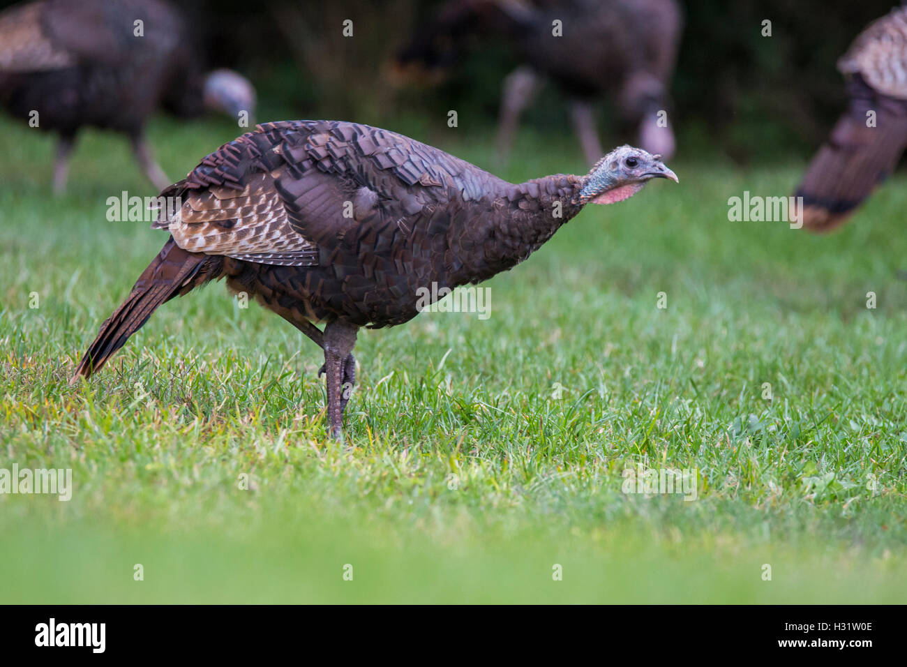 Gobbling turkey hires stock photography and images Alamy