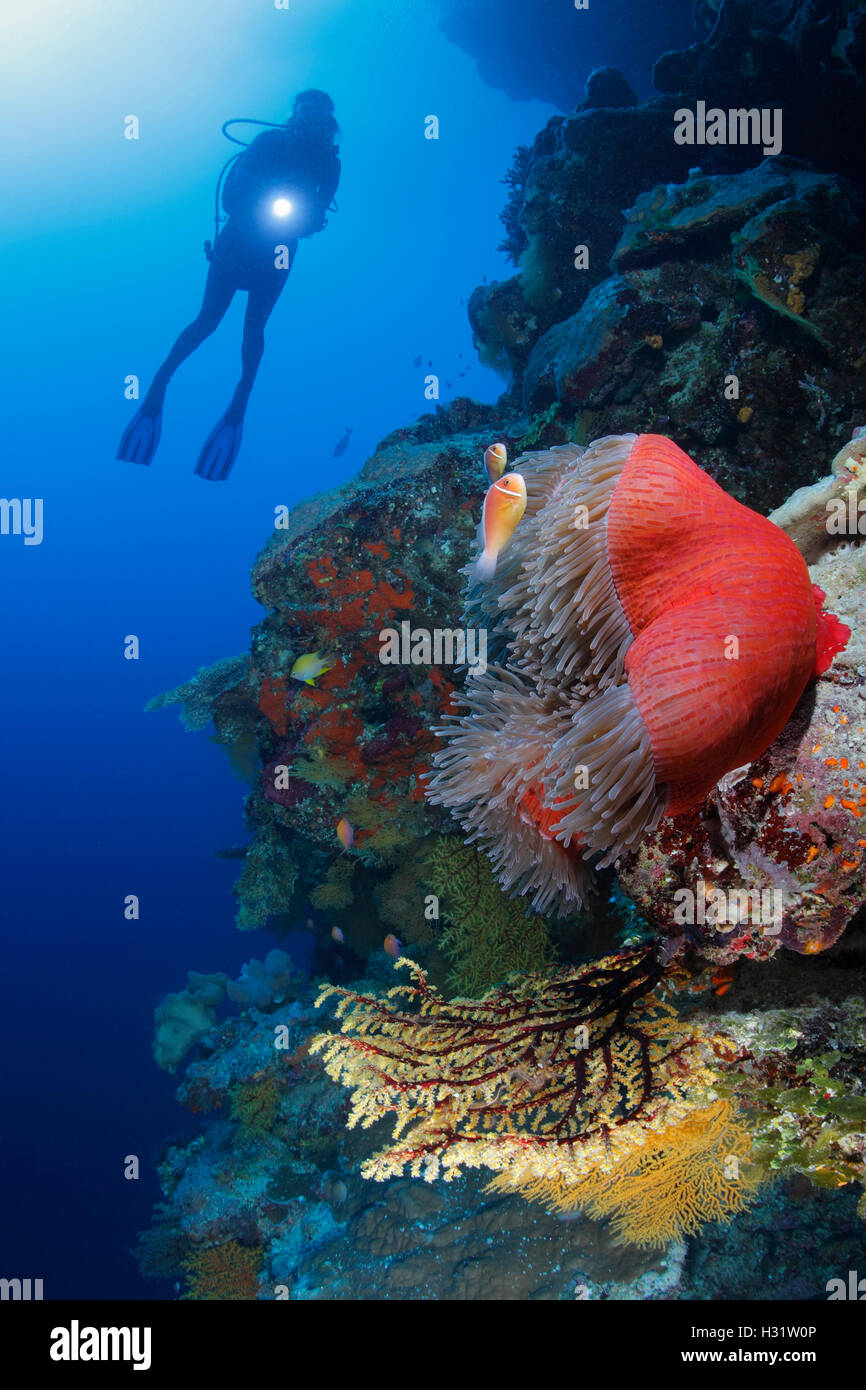 QZ40332-D. Scuba diver (model released) swims above Magnificent Sea Anemone (Heteractis magnifica) with two Pink Anemonefish (Am Stock Photo