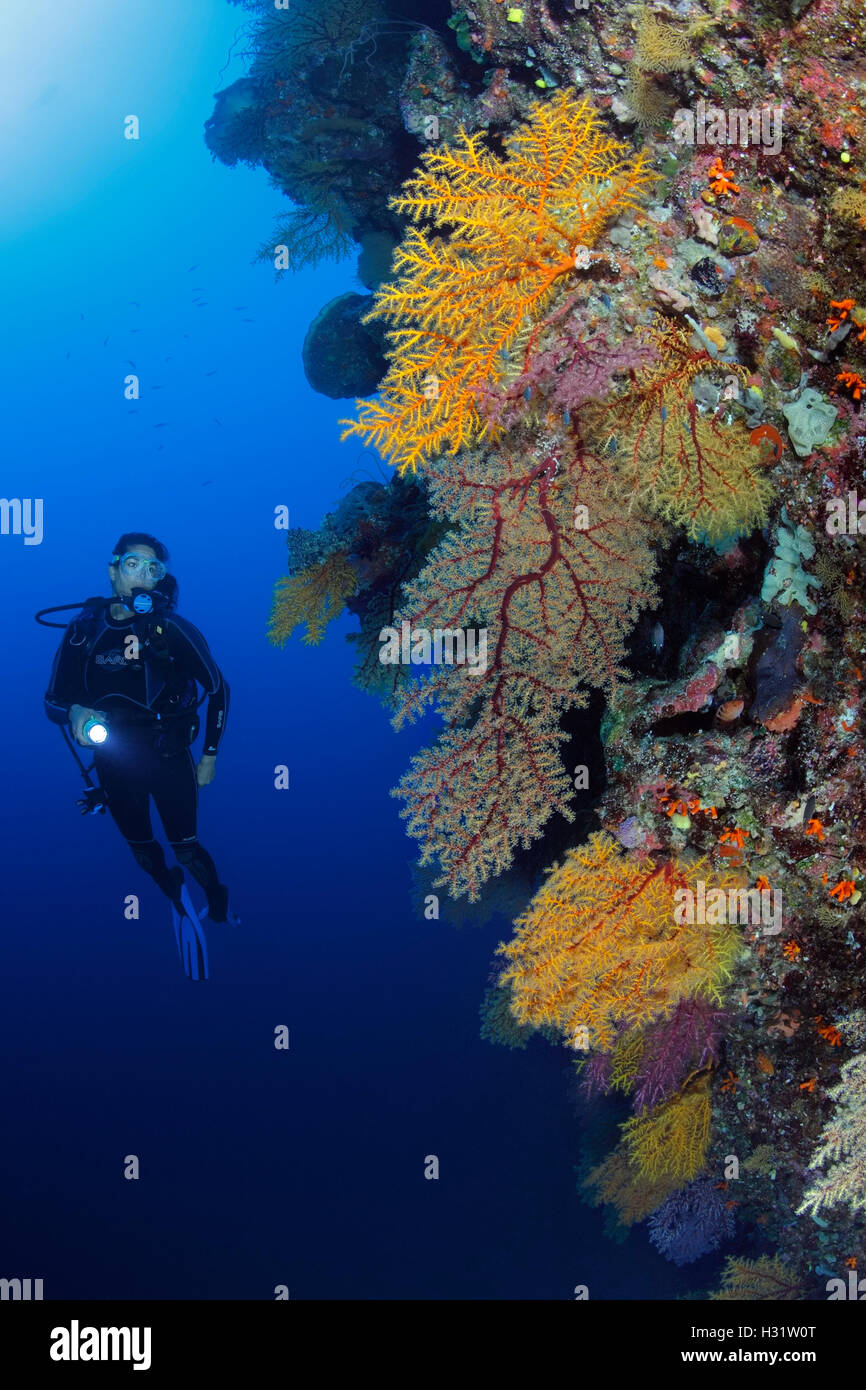 QZ40336-D. scuba diver (model released) swims along colorful reef wall with soft corals (Chironephthya sp.). Australia, Pacific  Stock Photo