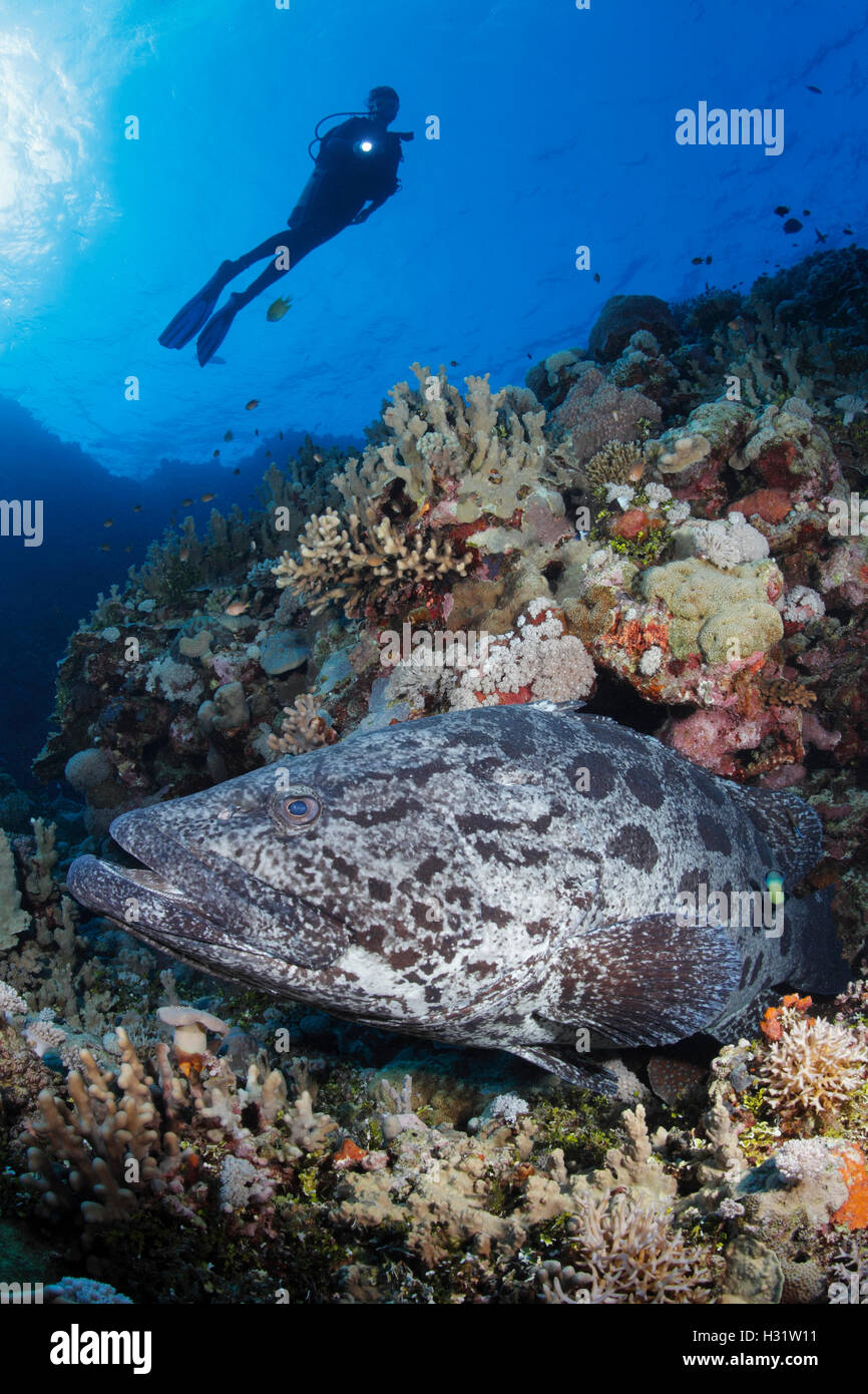 QZ40450-D. Potato Cod (Epinephelus tukula), and scuba diver (model released). Australia, Great Barrier Reef, Pacific Ocean. Phot Stock Photo