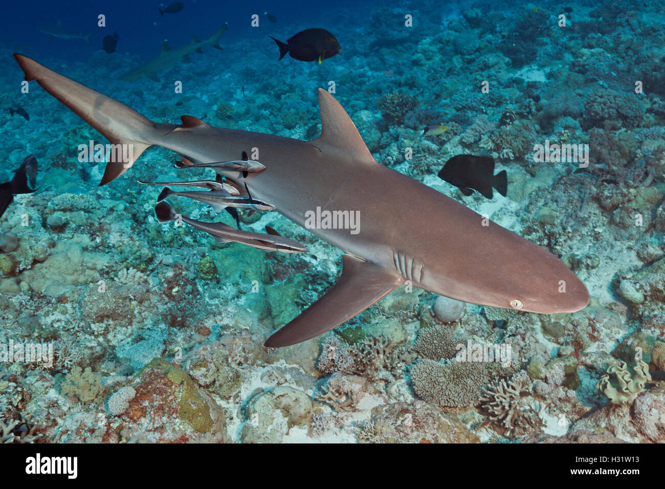 QZ40669-D. Gray Reef Shark (Carcharhinus amblyrhynchos), swimming over shallow reef. Note sharksuckers (Echeneis naucrates) alon Stock Photo