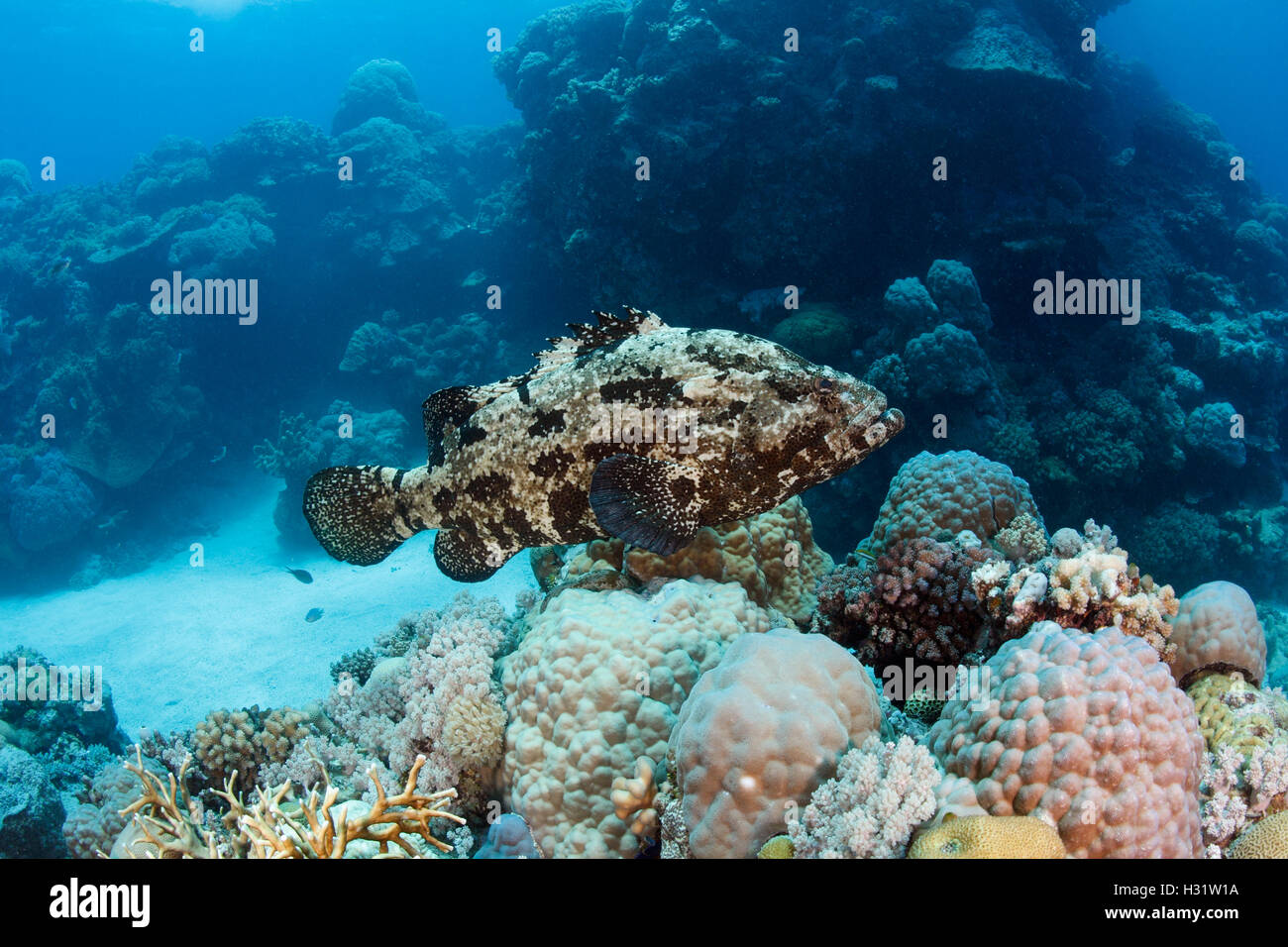 QZ40880-D. Brown-Marbled Grouper (Epinephelus fuscoguttatus). Australia, Great Barrier Reef, Pacific Ocean. Photo Copyright © Br Stock Photo