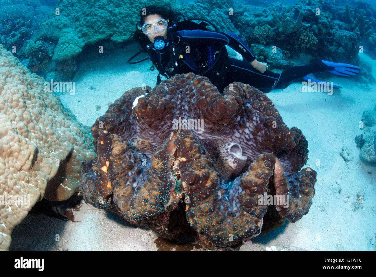 Giant clam deals tridacna gigas