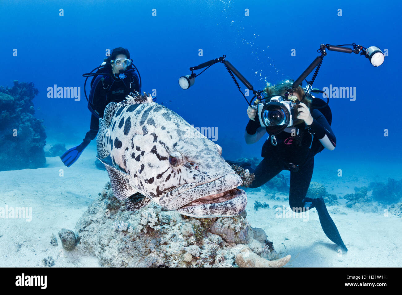 QZ41013-D. Potato Cod (Epinephelus tukula) and scuba divers, including an underwater photographer. Australia, Great Barrier Reef Stock Photo