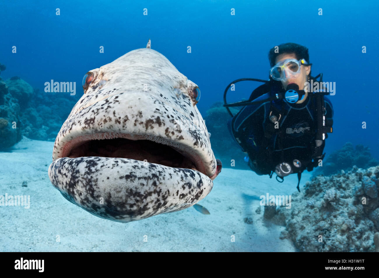 QZ41072-D. Potato Cod (Epinephelus tukula) opening mouth wide while scuba diver (model released) watches. Great Barrier Reef, Au Stock Photo