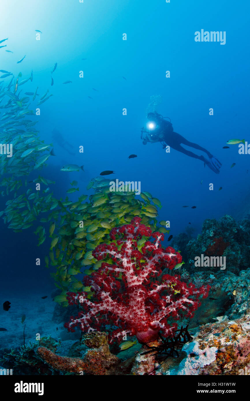 QZ41162-D.  Soft coral tree (Dendronephthya sp.) and schooling snappers (Lutjanus spp.) and scuba diver (model released). Austra Stock Photo