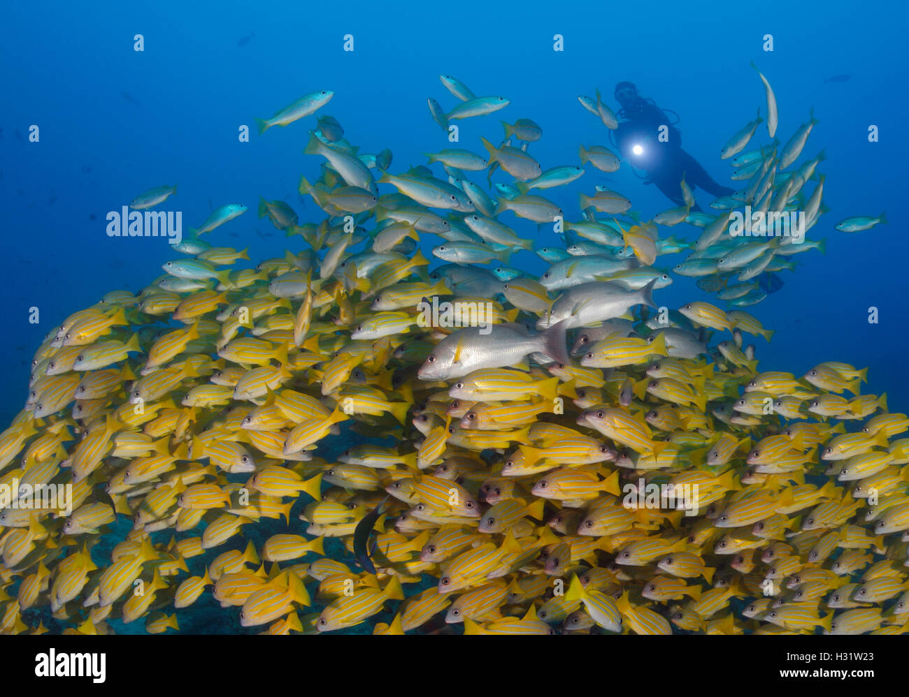 QZ41174-Dr. Five-lined Snapper (Lutjanus quinquelineatus), and another species of snapper (family Lutjanidae), schooling over re Stock Photo