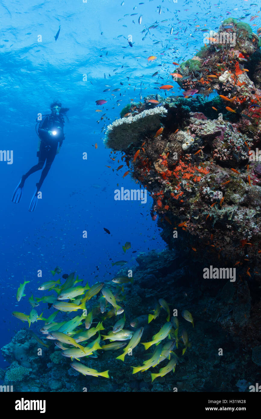 QZ51240-D. Snappers (family Lutjanidae) schooling alongside coral reef wall, scuba diver (model released) floating nearby. Austr Stock Photo