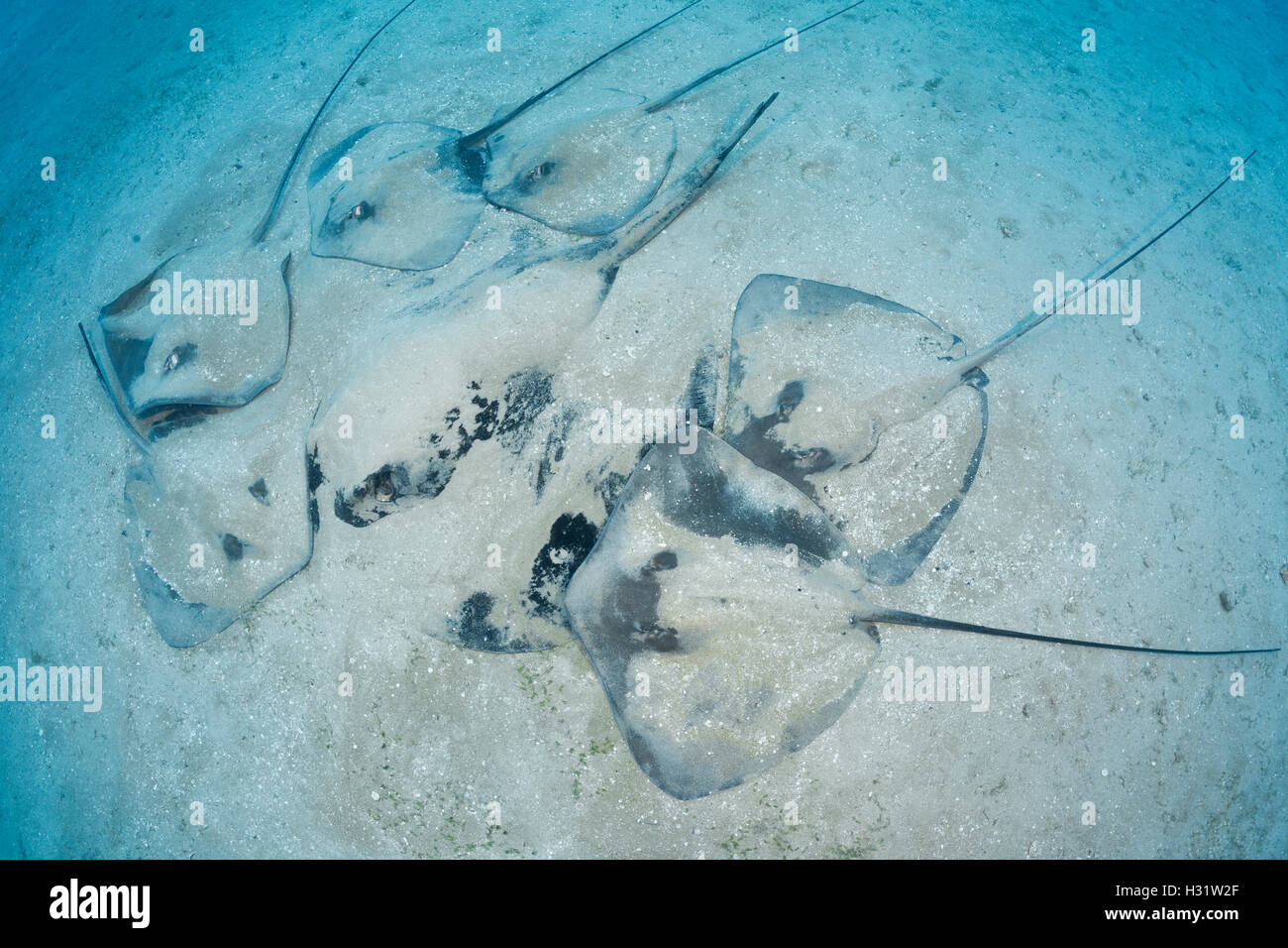 QZ51558-D. Marbled Stingray (Taeniura meyeni) buried and in the center of group of smaller Pink Whiprays (Himantura fai), on the Stock Photo