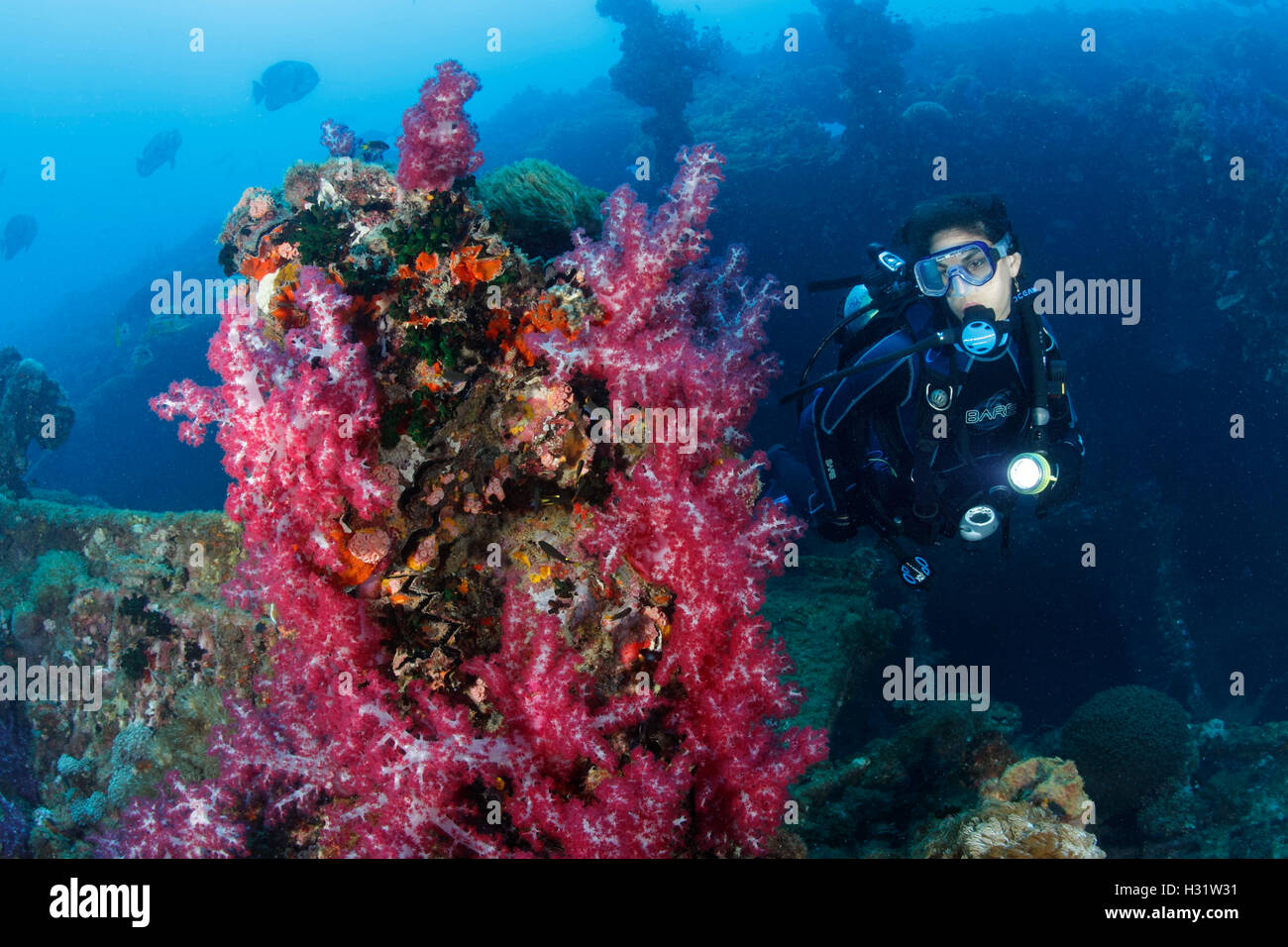 QZ51774-D. Scuba diver (model released) admires soft corals (Dendronephthya sp.) growing on the wreckage of the SS Yongala, a fa Stock Photo