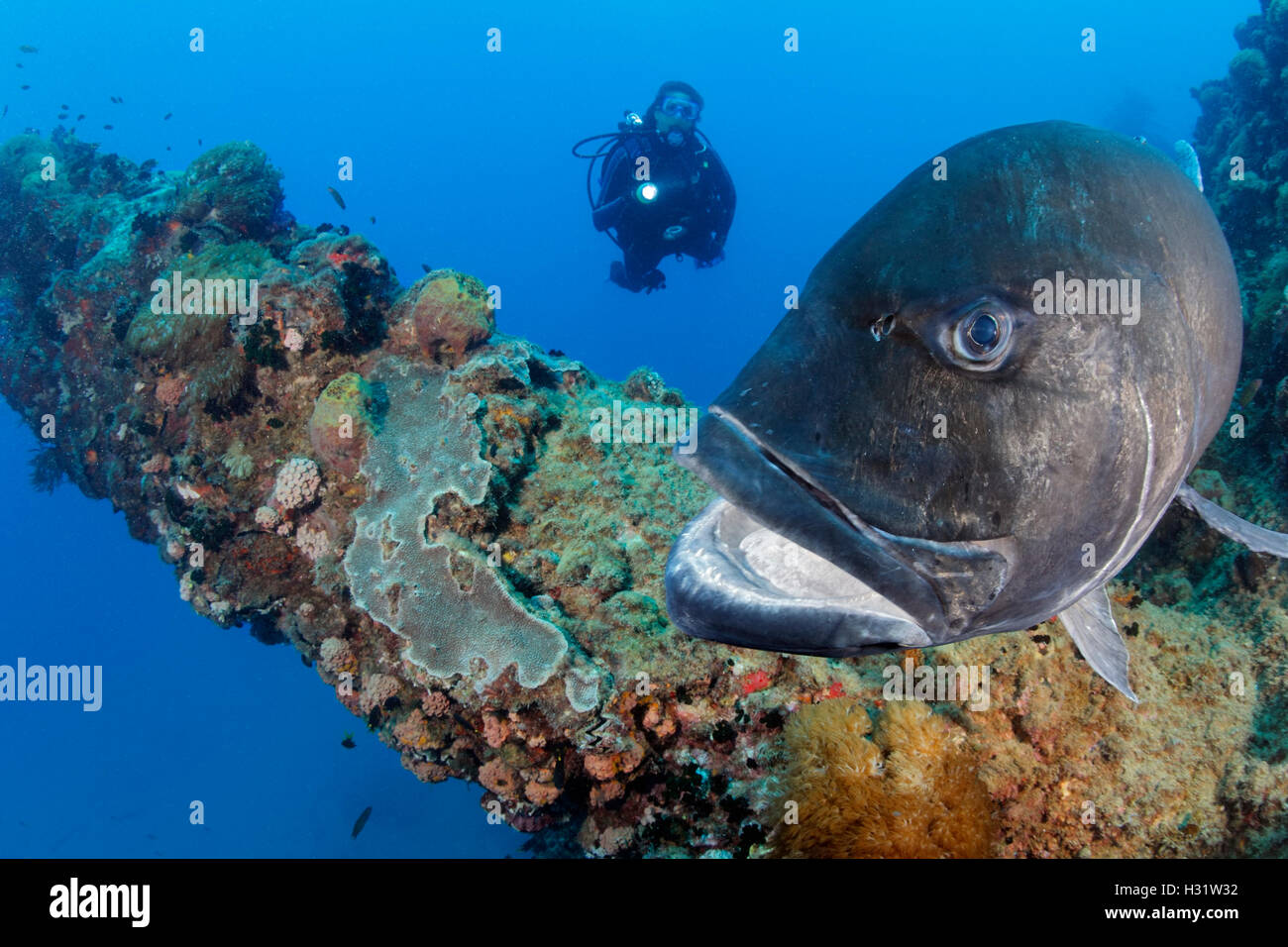 QZ51835-D. Giant Trevally (Caranx ignobilis). Huge (4 feet long) specimen visiting SS Yongala shipwreck to be cleaned now comes  Stock Photo