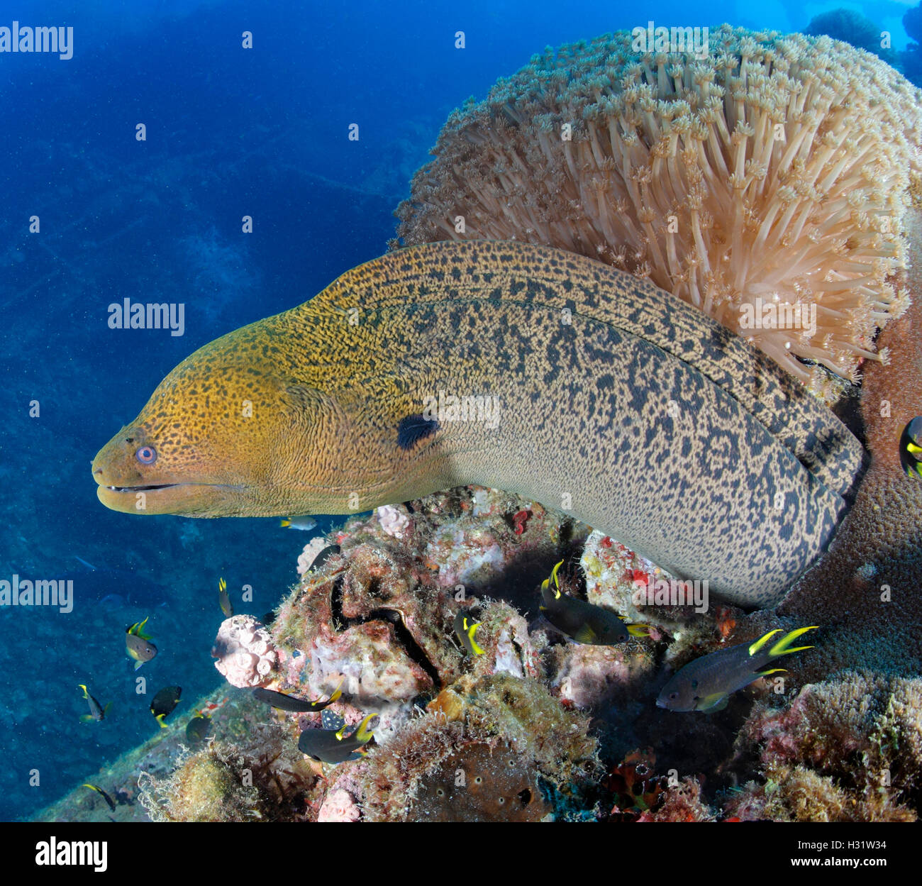QZ51862-D. Giant Moray Eel (Gymnothorax javanicus) on the wreckage of the SS Yongala, a famous shipwreck dive and artificial ree Stock Photo