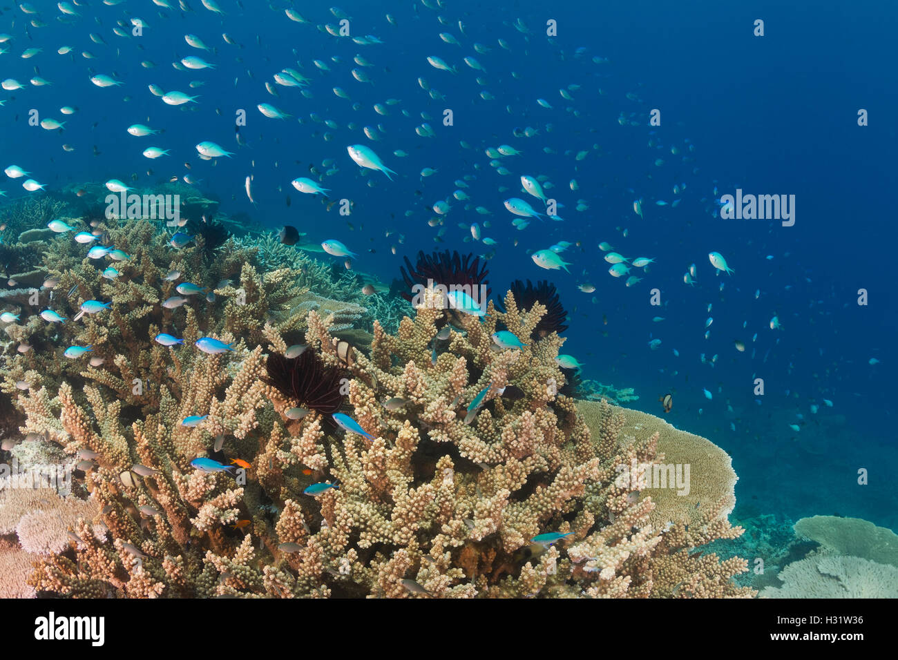 QZ51971-D. Blue-green Chromis (Chromis viridis) and Black-Axil Chromis (Chromis atripectoralis) stream overtop healthy coral ree Stock Photo