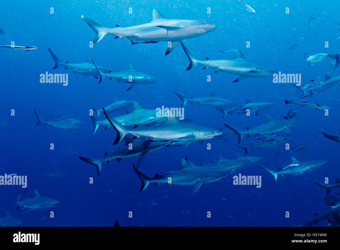 QZ52343-D. Gray Reef Sharks (Carcharhinus amblyrhynchos). Australia, Pacific Ocean. Photo Copyright © Brandon Cole. All rights r Stock Photo